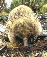 Der Kurzschnabeligel sucht vor dem Souvenirshop nach Ameisen