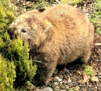 Wombat beim Fressen
