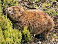 Dem Wombat schmeckt es 