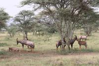 Topis/Leierantilopen in der Serengeti