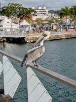 Bienvenue en Martinique!