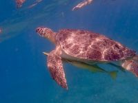 Tolle Schnorchelerlebnisse 