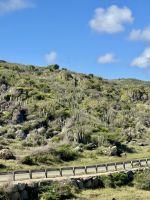 Eindrucksvolle Kakteenlandschaft