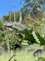 Typisch grüne Leguane auf St. Maarten