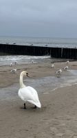 Polen, Kolberg, Schwan am Strand