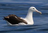 Wunderschöner Albatros