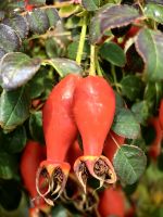 Hagebutten in Neuseeland sind doppelt so groß wie in Europa