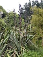 Aus Flachs flechten die Maori Bekleidung und Gebrauchsgegenstände