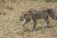 Leopard in der Serengeti