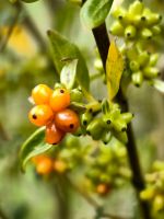 Früchte des Feuerdorns
