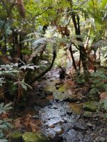 Spaziergang im Waiau Kauri Grove