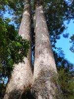 Spaziergang im Waiau Kauri Grove