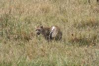 Leopard in der Serengeti