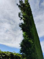 Schutzhecke für Kiwiplantage 