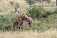 Giraffen bei der Brunft