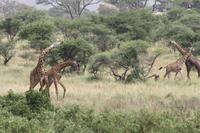 Giraffen bei der Brunft