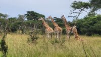 Giraffen im Lake Mburo Nationalpark