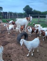 Farmbesichtigung - Ziegen