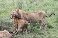 Löwen-Familie nach dem Festmahl in der Serengeti