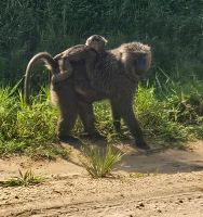 Pawian mit einem Jungen