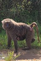 Pawian mit einem Jungen