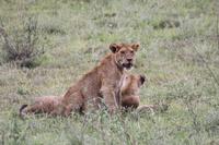 Löwen-Familie nach dem Festmahl in der Serengeti