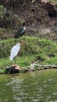 Silberreiher, im Hintergrund ein Kormoran