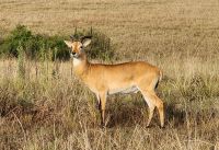 Uganda-Kob Antilope