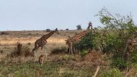 Giraffen