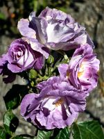 Ungewöhnlich schöne Rosenfarbe im Botanischen Garten von Wellington
