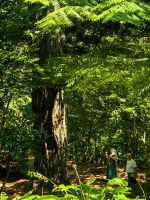 Im Botanischen Garten wirken wir wie Zwerge neben den Baumriesen