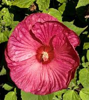 Hibiskus an der Strandpromenade von Napier