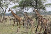 Giraffen in der Serengeti