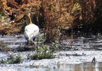 ein Schwarzzügelibis in der Laguna Nimez Calafate Argentinien