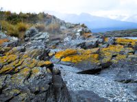 Flechten fühlen sich wohl in gesunder Natur