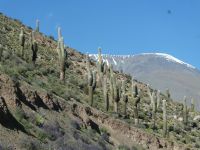 Kakteenarmee in der Quebrada de Toros