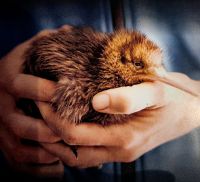 Ein kleiner Kiwi in der Aufzuchtstation von Te Puia