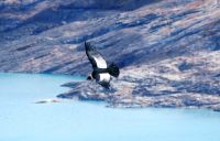 ein Andenkondor grüßt zum Abschied