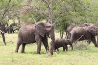 Elefanten in der Serengeti