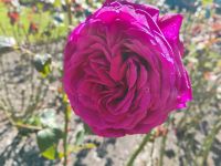 Lady Norwood Rose Garden