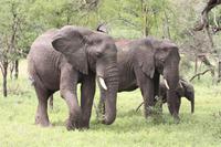 Elefanten in der Serengeti