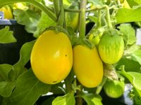 Die Auberginen werden reif, Wintergarten Auckland