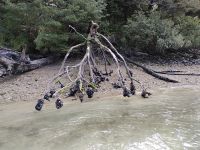 Muscheln wachsen hier überall!