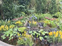 Blütenpracht im Freien