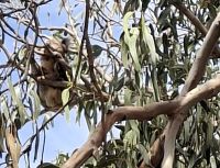 Koala in freier Wildbahn 