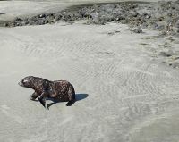 Seebärenjunge ganz nah 