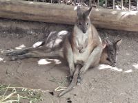 Wallebys im Schatten