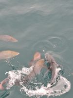 Fischfütterung von Bord