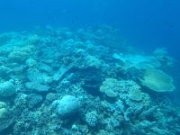 Schnorcheln im Great Barrier Reef 