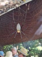 goldene Weberspinne ca. 10 cm groß